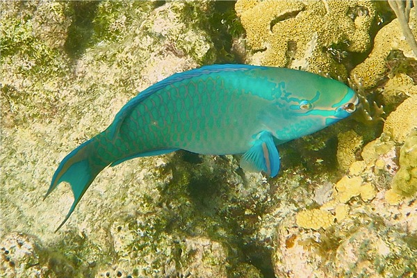 Parrotfish - Queen Parrotfish