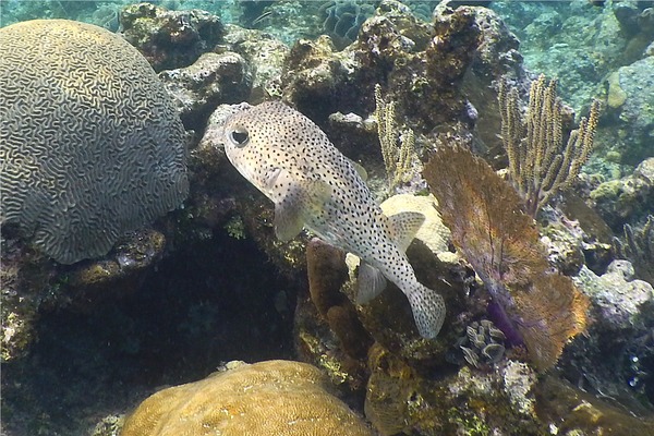 Porcupinefish - Porcupinefish