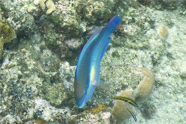 Parrotfish - Princess Parrotfish