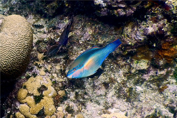 Parrotfish - Princess Parrotfish