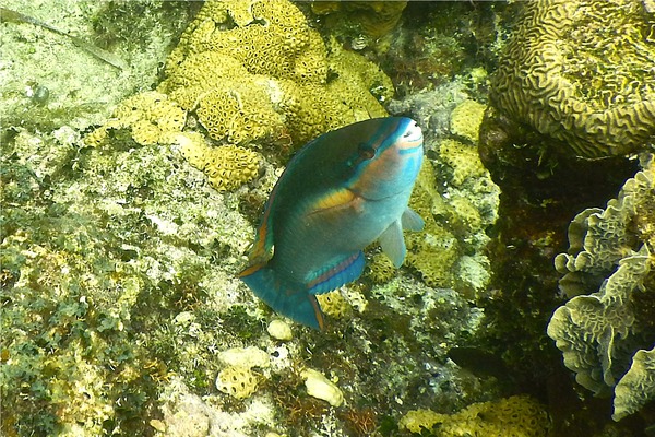 Parrotfish - Princess Parrotfish