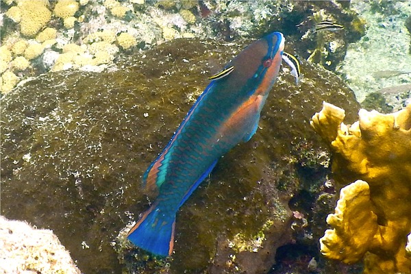 Parrotfish - Princess Parrotfish