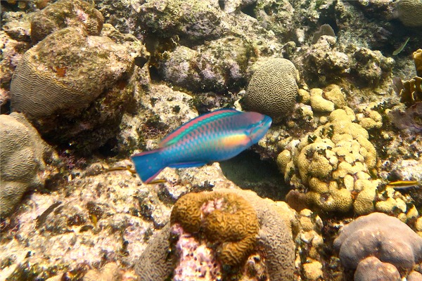 Parrotfish - Princess Parrotfish