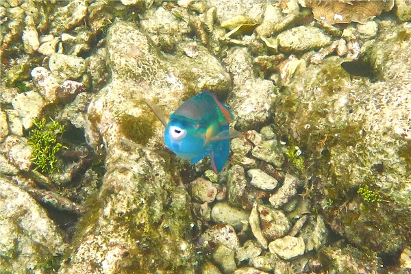 Parrotfish - Princess Parrotfish