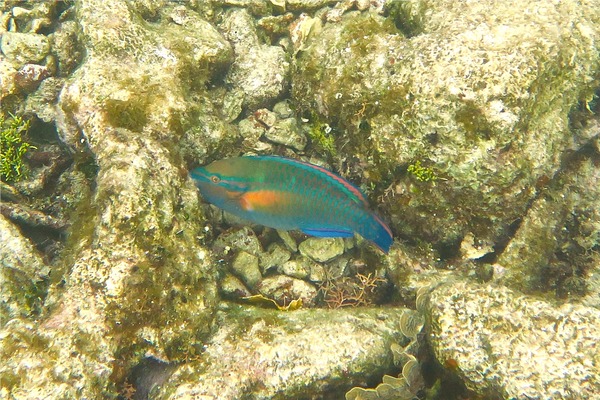 Parrotfish - Princess Parrotfish