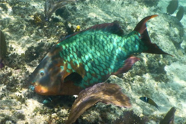 Parrotfish - Rainbow Parrotfish