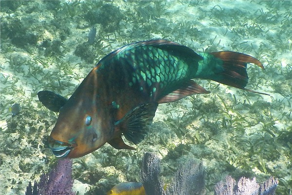 Parrotfish - Rainbow Parrotfish