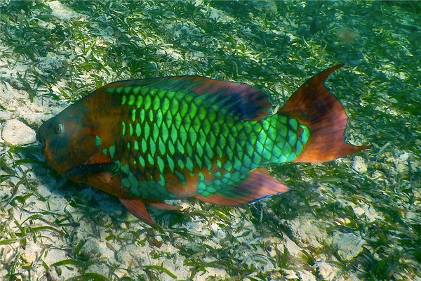 Parrotfish - Rainbow Parrotfish