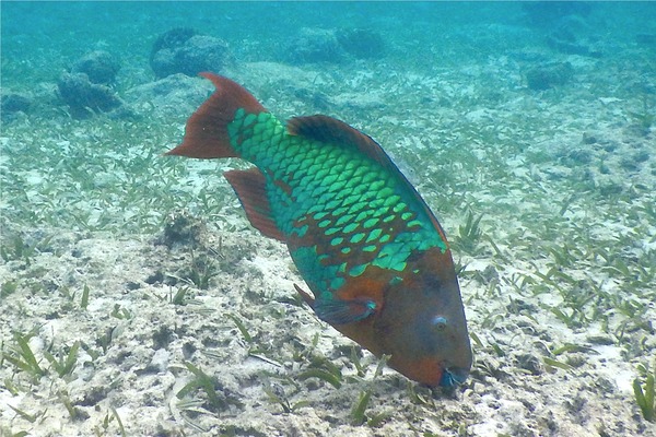 Parrotfish - Rainbow Parrotfish