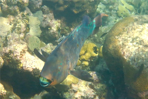 Parrotfish - Rainbow Parrotfish