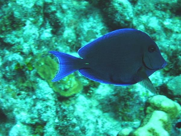 Surgeonfish - Blue Tang