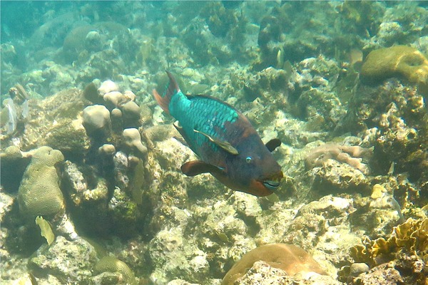 Parrotfish - Rainbow Parrotfish