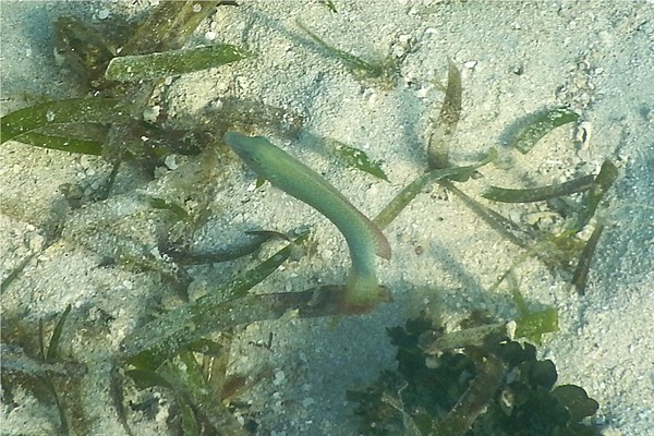 Razorfish - Green Razorfish