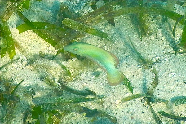 Razorfish - Green Razorfish