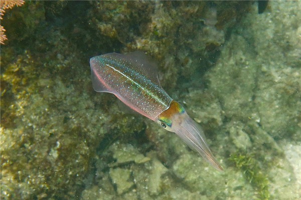 Squid - Caribbean Reef Squid