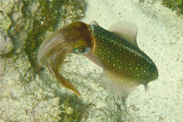 Squid - Caribbean Reef Squid