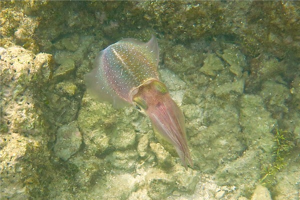 Squid - Caribbean Reef Squid