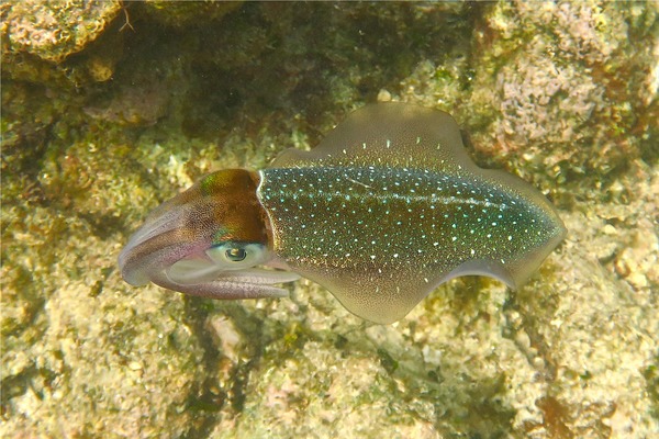 Squid - Caribbean Reef Squid