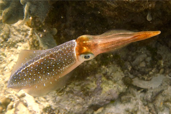 Squid - Caribbean Reef Squid