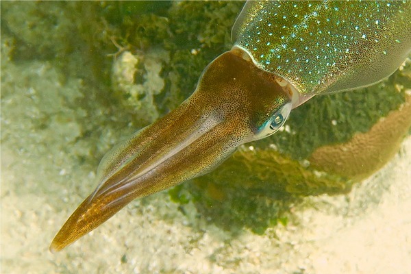 Squid - Caribbean Reef Squid