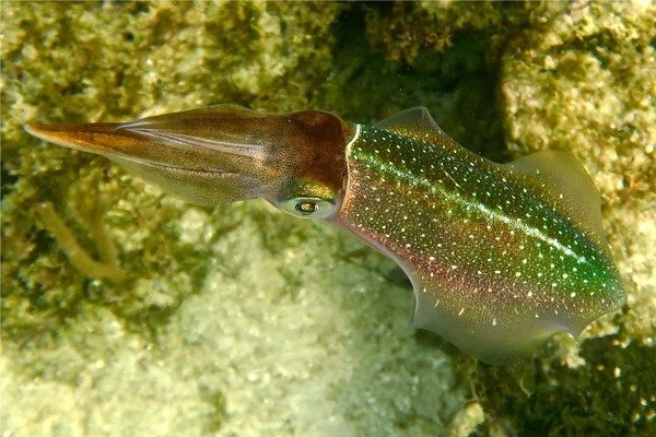 Squid - Caribbean Reef Squid