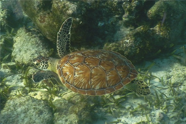 Turtle - Hawksbill Turtle