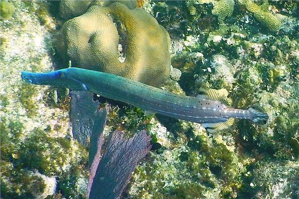 Trumpetfish - Trumpetfish