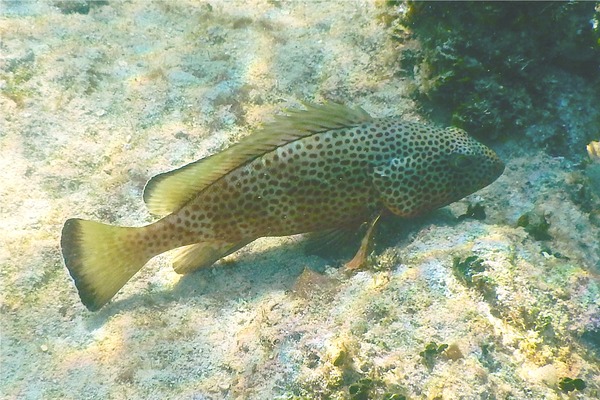 Groupers - Red Hind