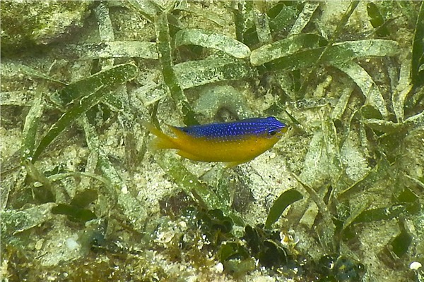 Damselfish - Beaugregory Damselfish