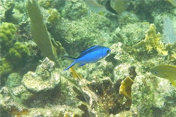 Damselfish - Blue Chromis