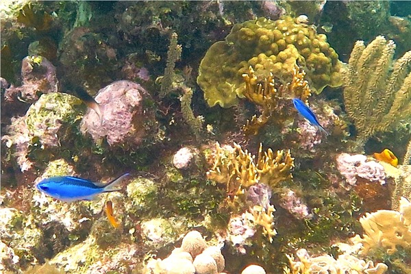 Damselfish - Blue Chromis