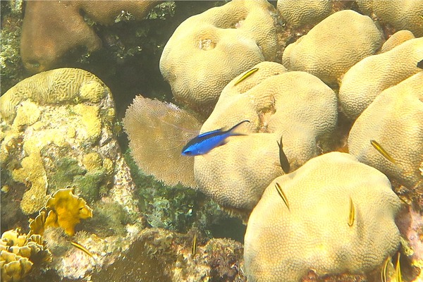 Damselfish - Blue Chromis