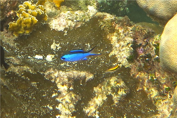 Damselfish - Blue Chromis