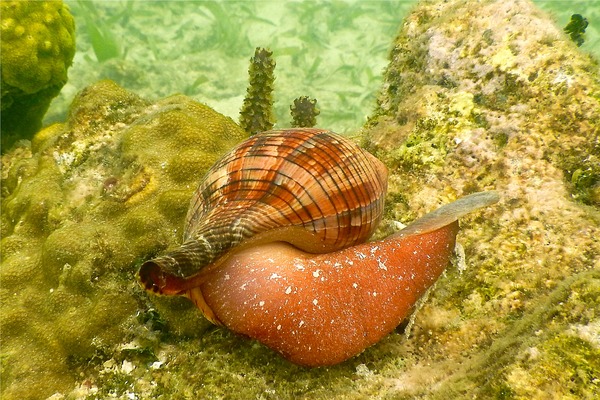 Sea Snails - Tulip Snail