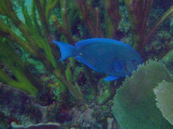 Surgeonfish - Blue Tang