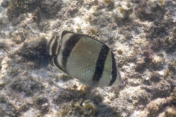 Butterflyfish - Threebanded Butterfly