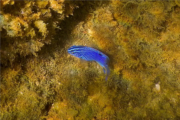 Damselfish - Cortez Damselfish