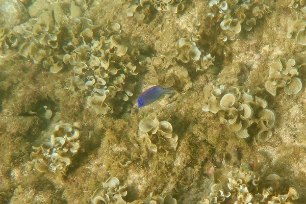 Damselfish - Cortez Damselfish