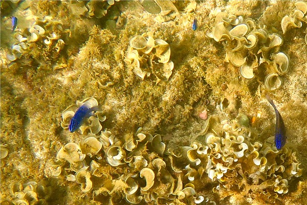 Damselfish - Cortez Damselfish