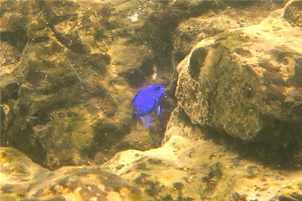 Damselfish - Cortez Damselfish