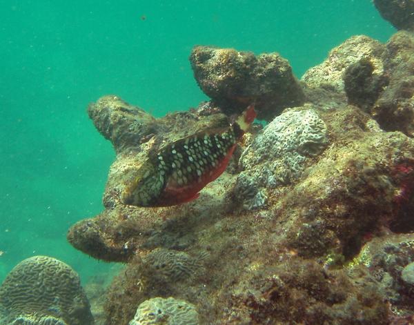 Parrotfish - Stoplight Parrotfish