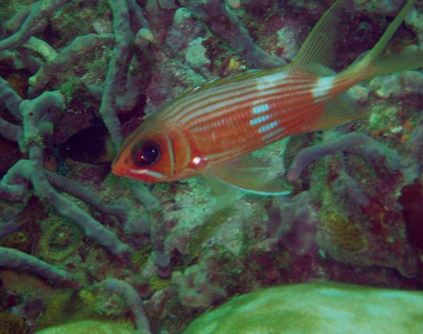 Squirrelfish - Longspine Squirrelfish