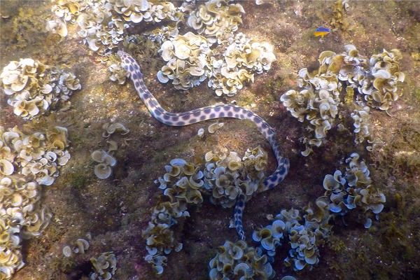 Snake Eels - Tiger Snake Eel