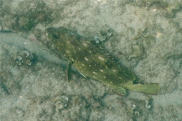 Groupers - Flag Cabrilla
