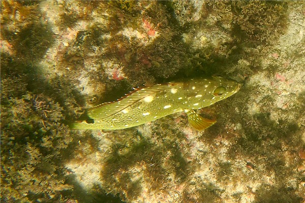 Groupers - Flag Cabrilla