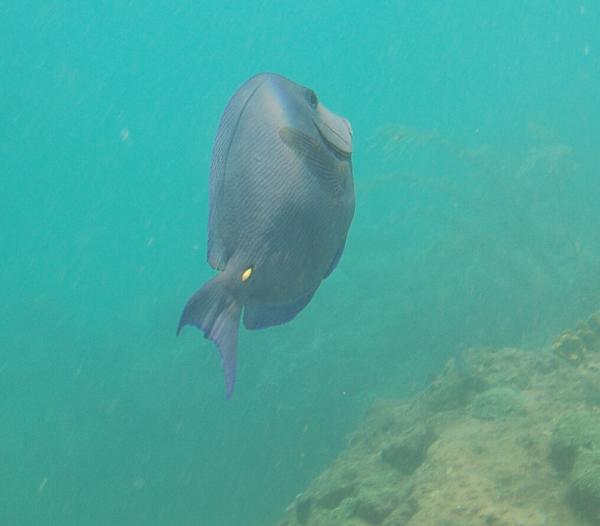 Surgeonfish - Blue Tang