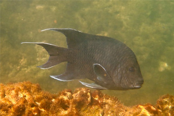 Damselfish - Giant Damselfish