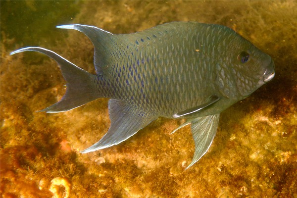 Damselfish - Giant Damselfish