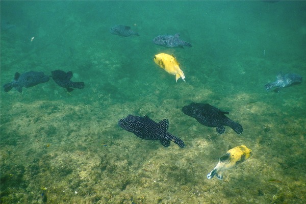 Pufferfish - Guineafowl Puffer