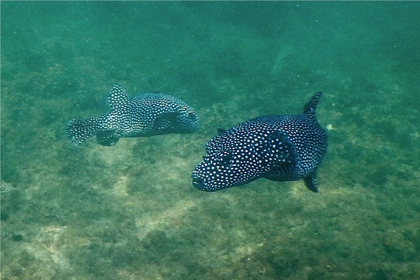 Pufferfish - Guineafowl Puffer